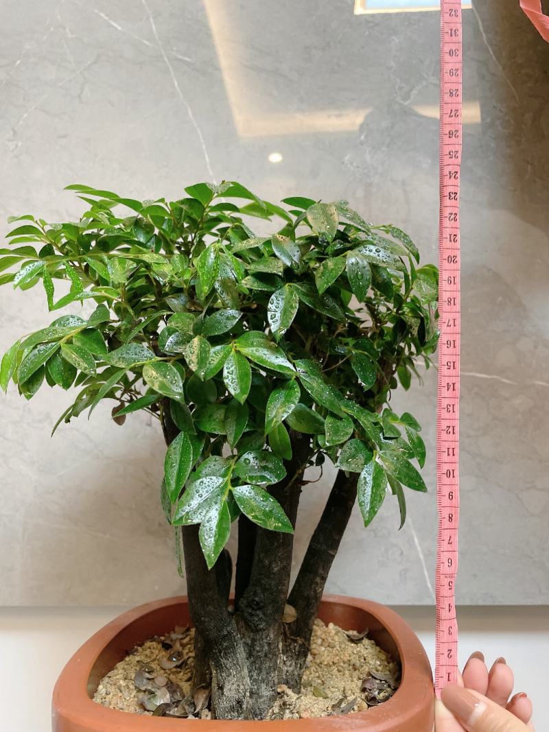 小叶紫檀（绿植盆景）诚信经营