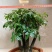 小叶紫檀（绿植盆景）诚信经营
