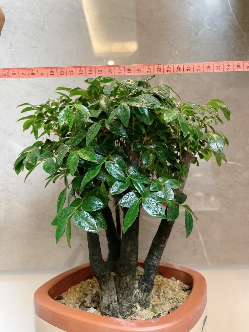小叶紫檀（绿植盆景）诚信经营