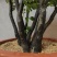 小叶紫檀（绿植盆景）诚信经营
