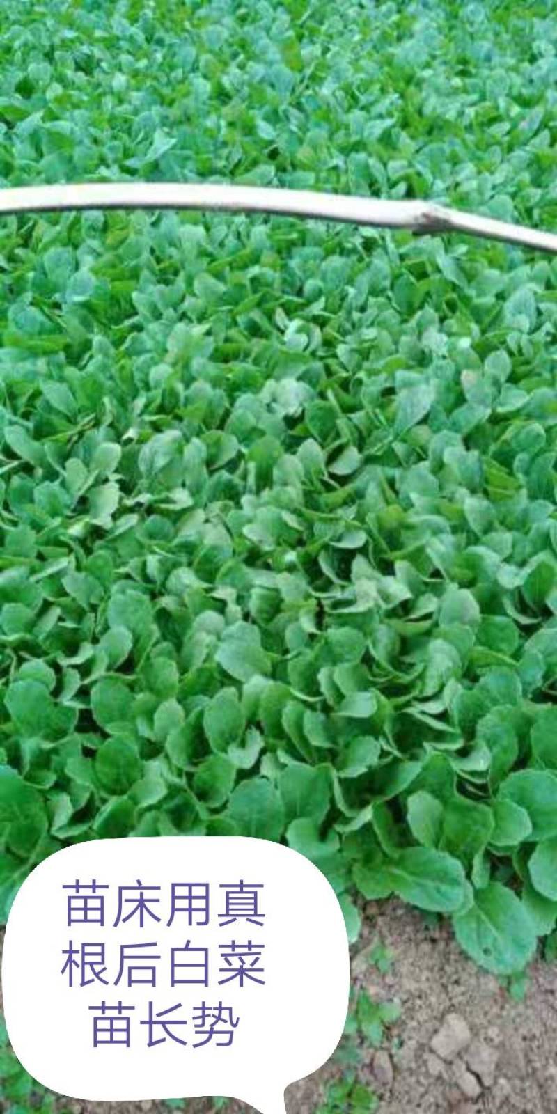 亮盾咯菌腈精甲霜噻呋水稻根腐病恶苗病蔬菜中药材根腐立枯病