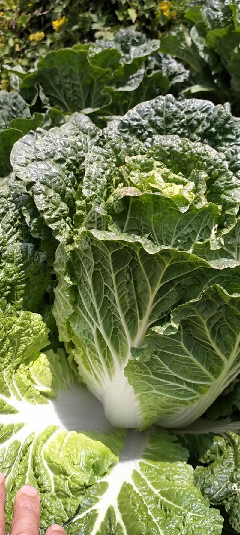 亮盾咯菌腈精甲霜噻呋水稻根腐病恶苗病蔬菜中药材根腐立枯病
