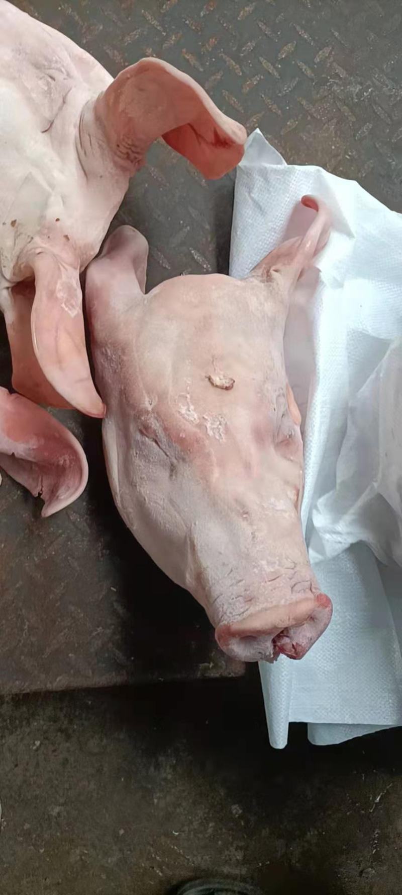肥猪小猪头，带耳，手续齐全，品质保证，货源稳定