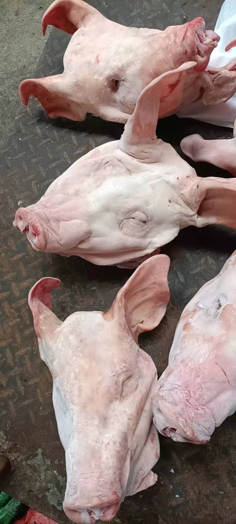 肥猪小猪头，带耳，手续齐全，品质保证，货源稳定