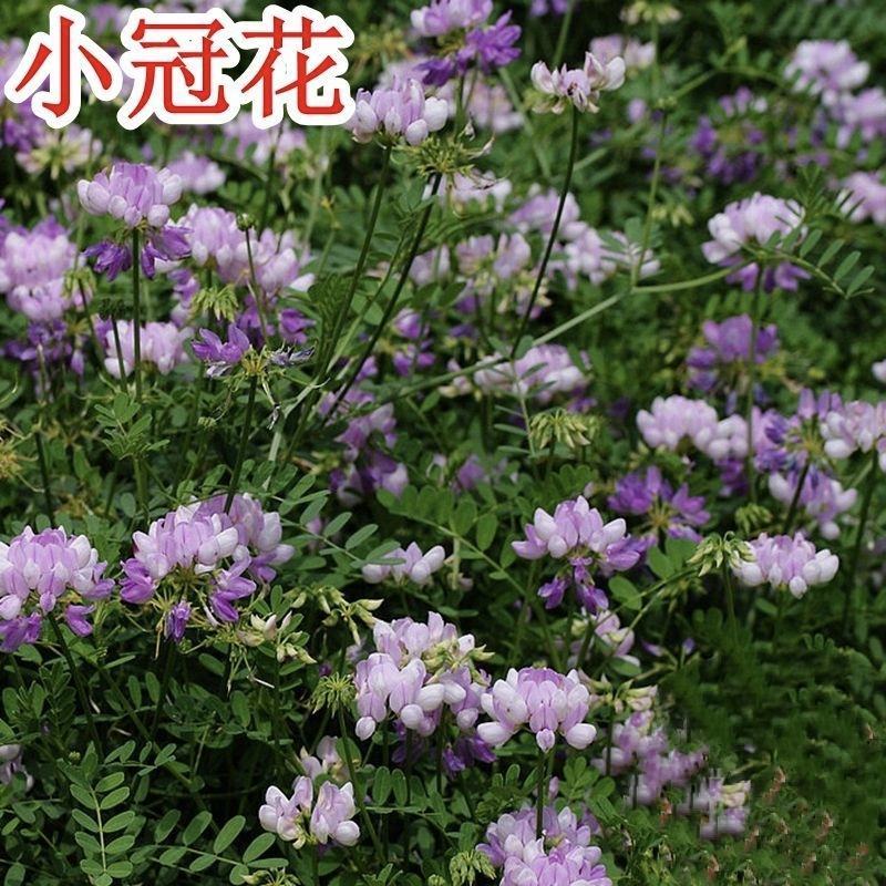 小冠花种子多变护坡固土花卉绿化工程地被植物庭院四季播易活