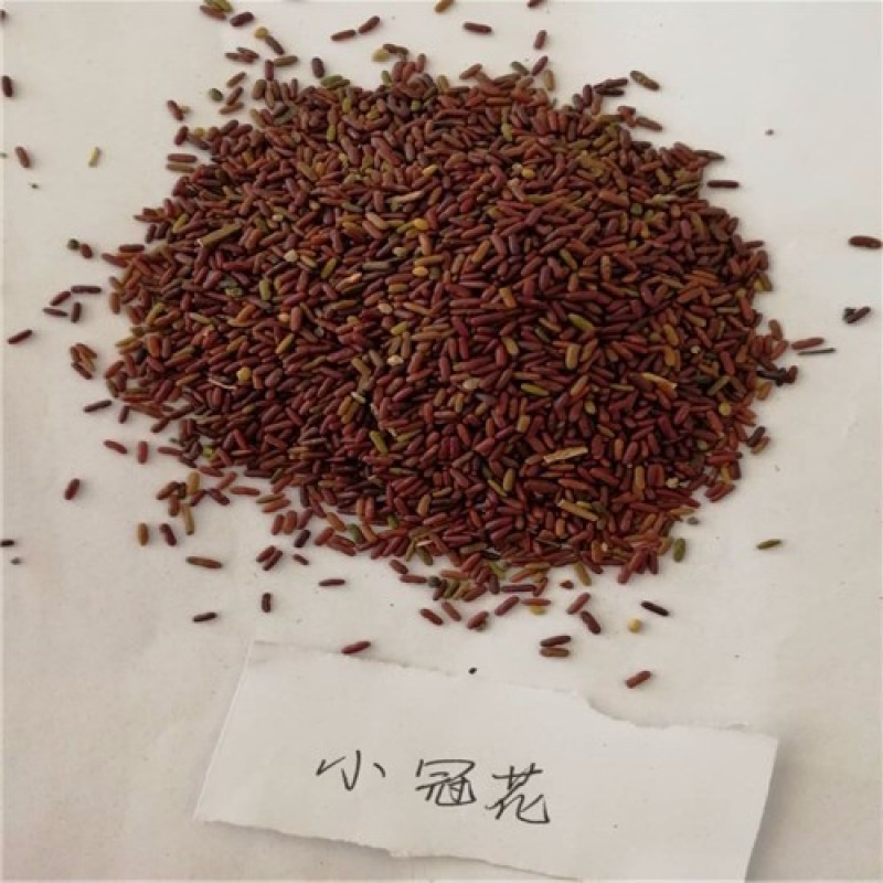 小冠花种子多变护坡固土花卉绿化工程地被植物庭院四季播易活