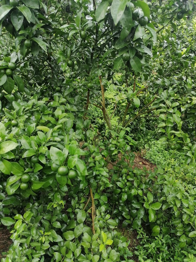 柑桔