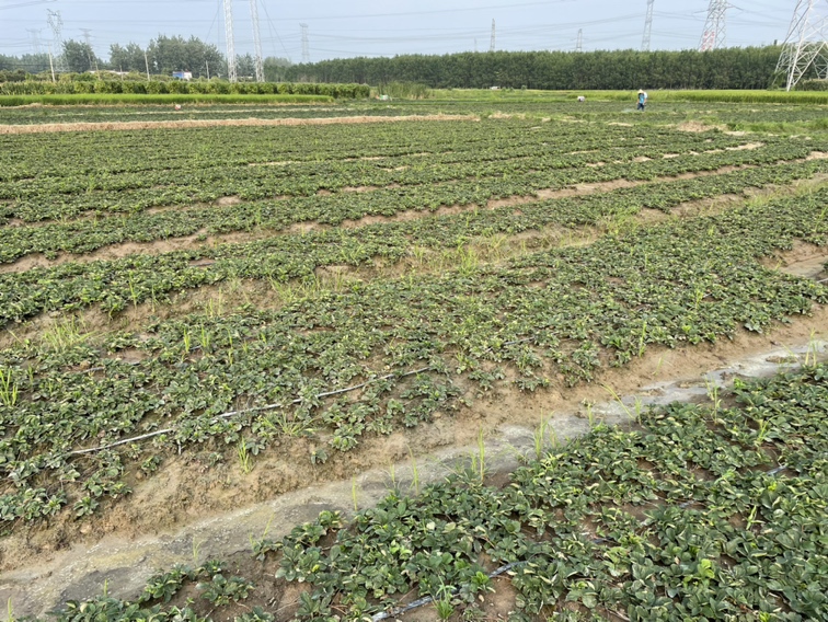 流程图展示红颜草莓从育苗、整地、定植、生长期到采收各阶段的关键防控节点,包括土壤处理、蘸根、灌根、生物菌剂施用、水肥管理等环节,箭头连接形成闭环管理系统 红颜草莓全程绿色防控技术流程图