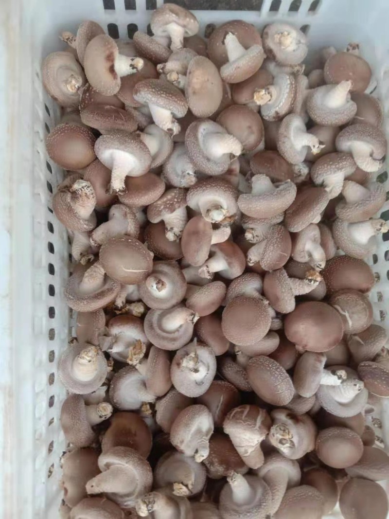 0912鲜香菇
