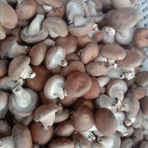 0912鲜香菇