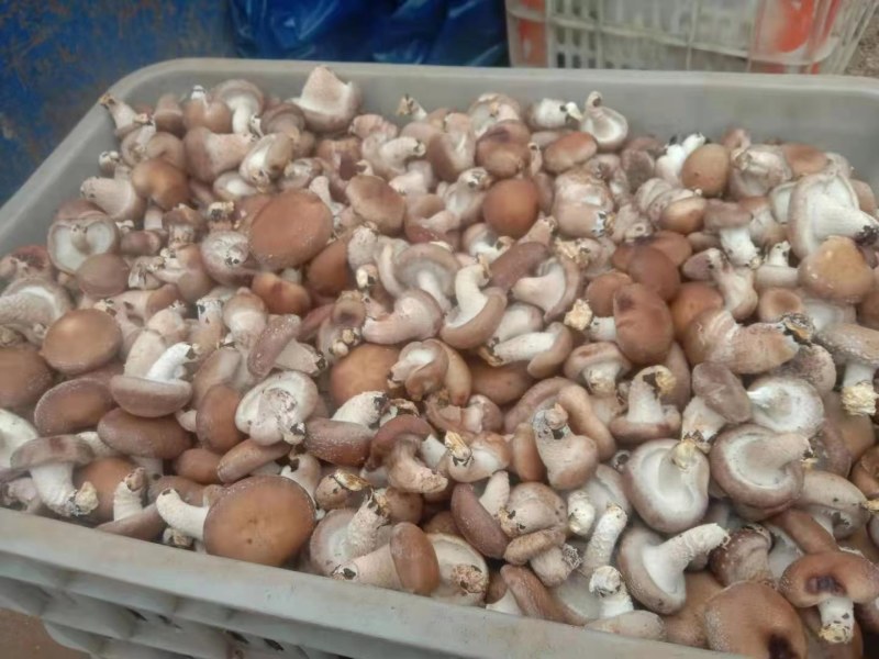 0912鲜香菇
