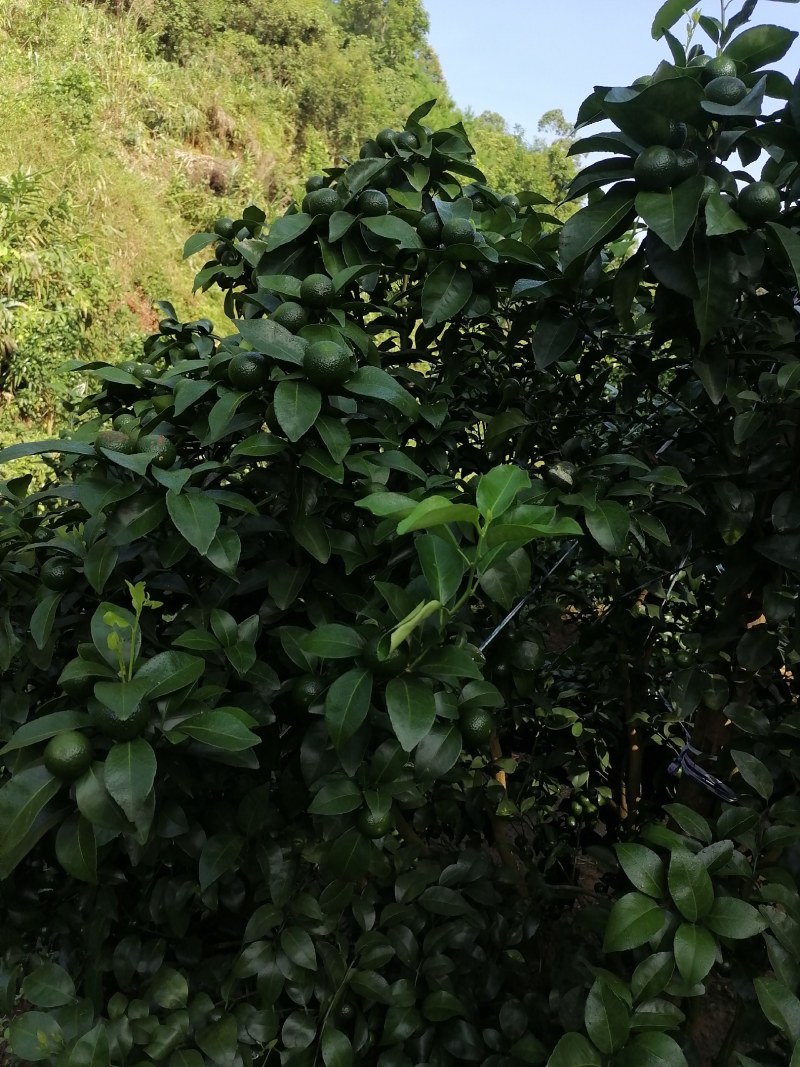 沙糖桔
