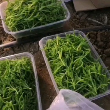 精】冰山美人高端冰菜新特菜更鲜更营养直发价优