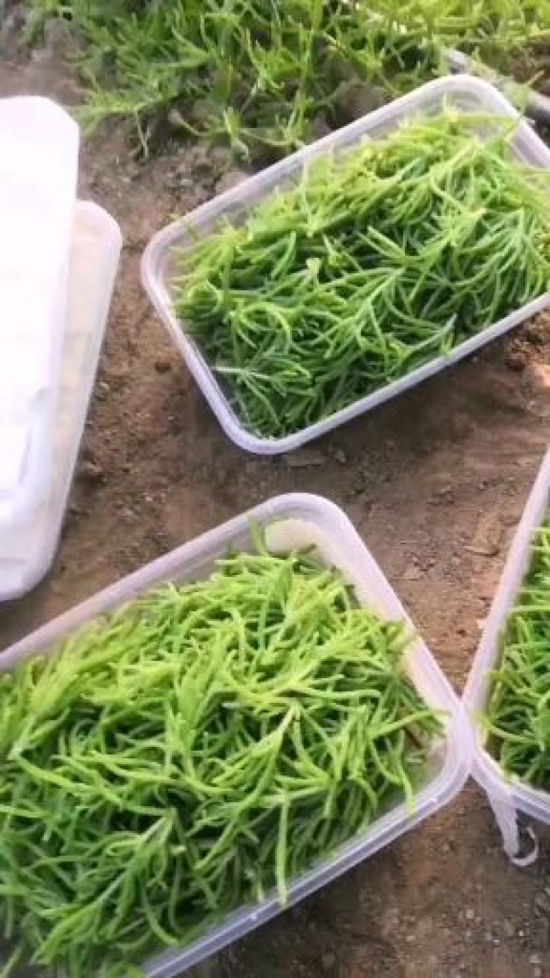 精】冰山美人高端冰菜新特菜更鲜更营养直发价优