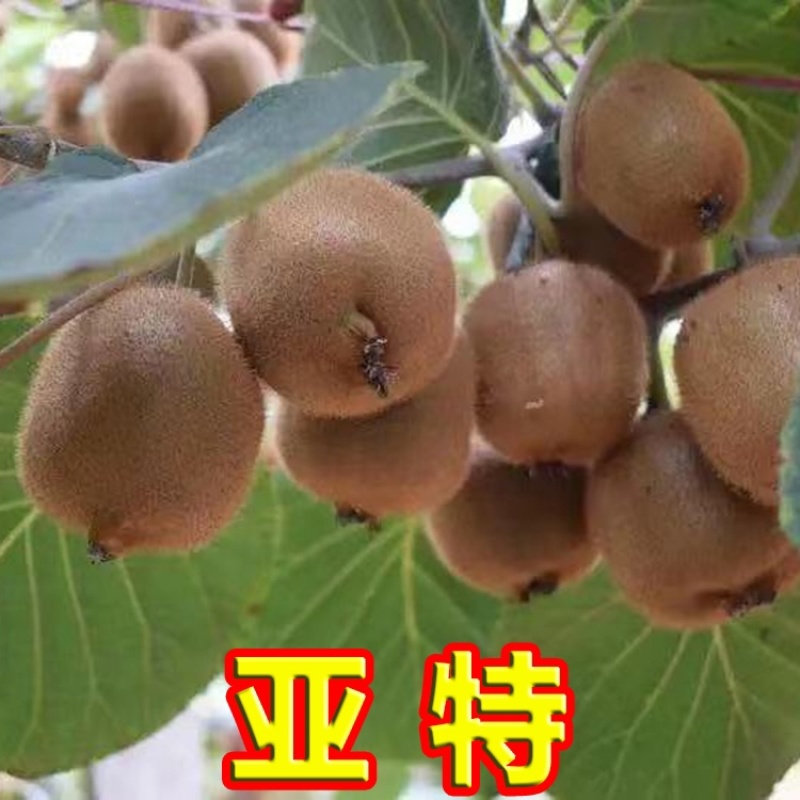 陕西周至绿心亚特猕猴承接代办整车一件代发电商对接