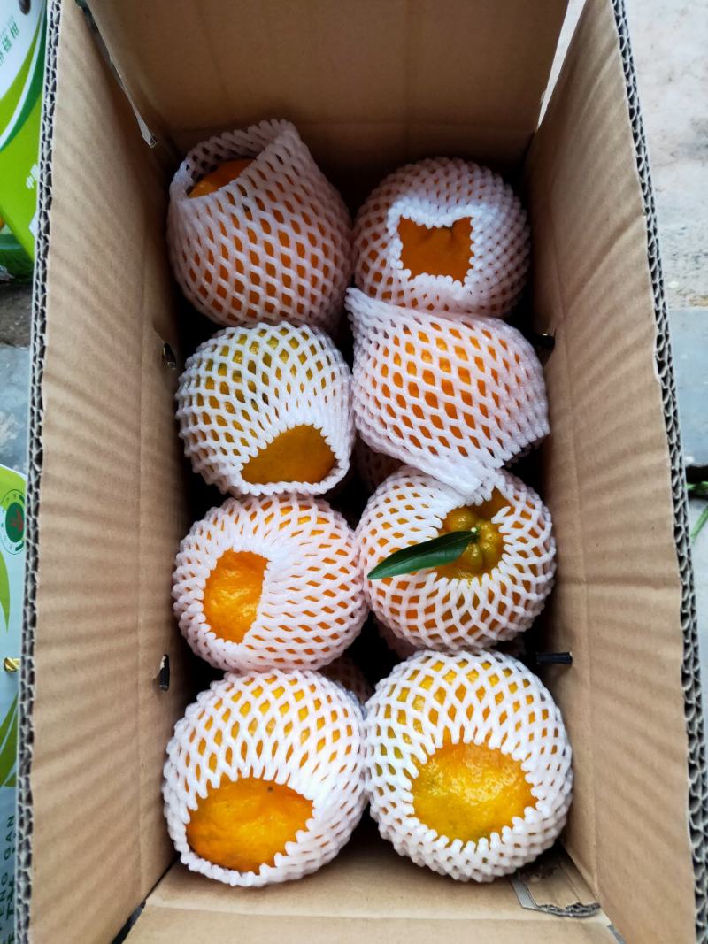 椪柑