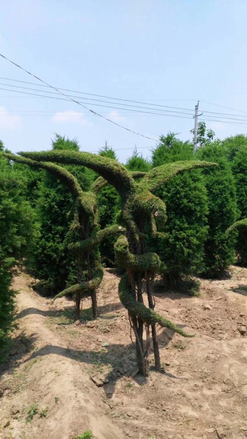 花卉，盆景，蜀会造型，女贞造型，各种植物造型定制。