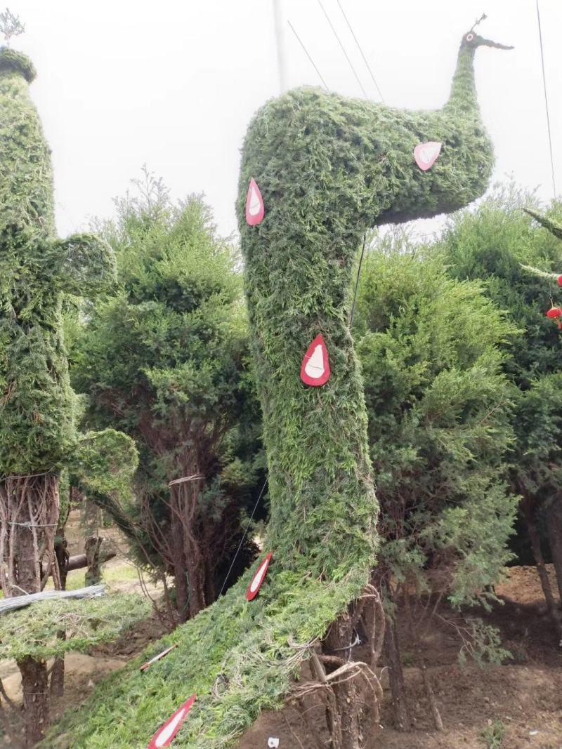 花卉，盆景，蜀会造型，女贞造型，各种植物造型定制。