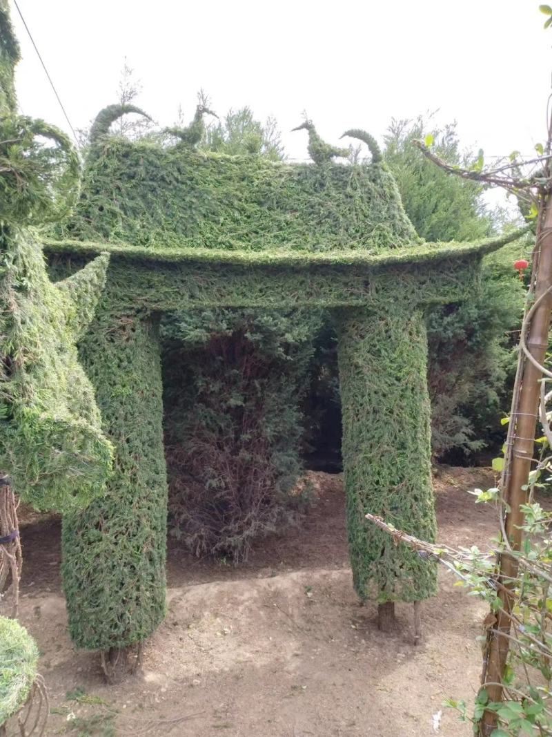 花卉，盆景，蜀会造型，女贞造型，各种植物造型定制。