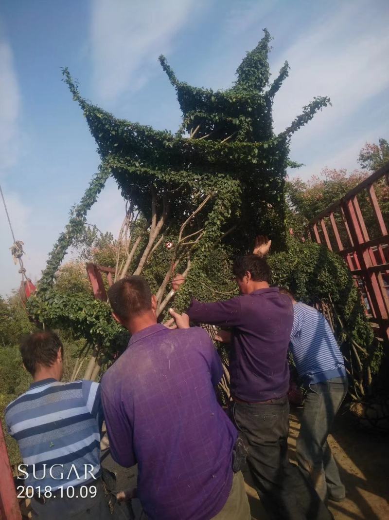 花卉，盆景，蜀会造型，女贞造型，各种植物造型定制。