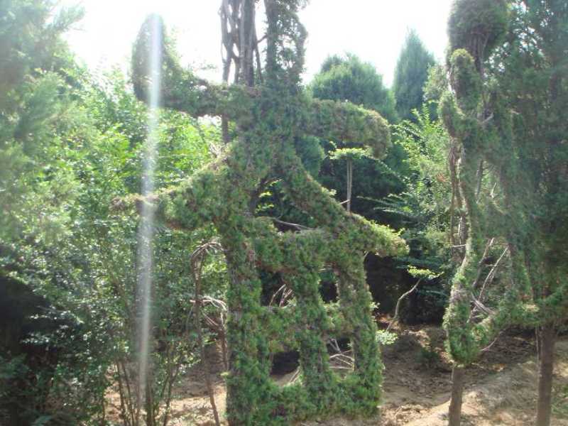 花卉，盆景，蜀会造型，女贞造型，各种植物造型定制。