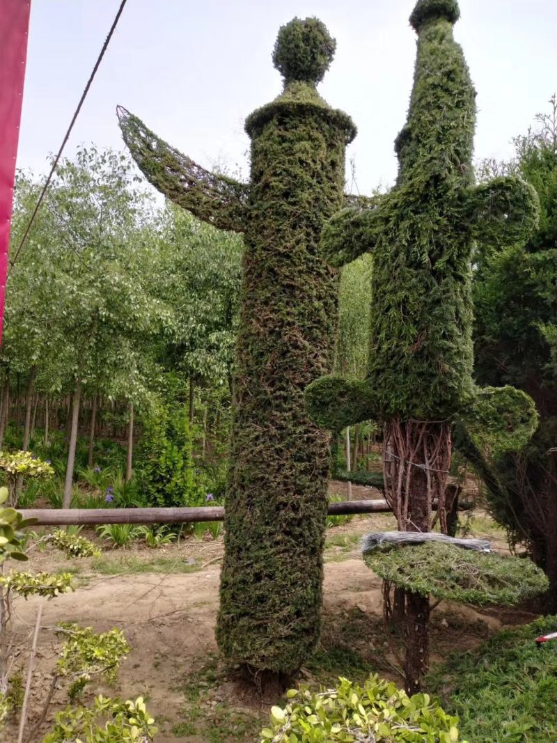 花卉，盆景，蜀会造型，女贞造型，各种植物造型定制。