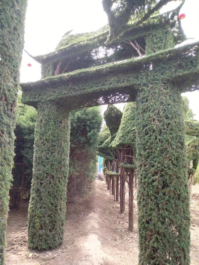 花卉，盆景，蜀会造型，女贞造型，各种植物造型定制。