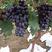 河北紫甜无核A17葡萄大量上市，产地直采，品质保障