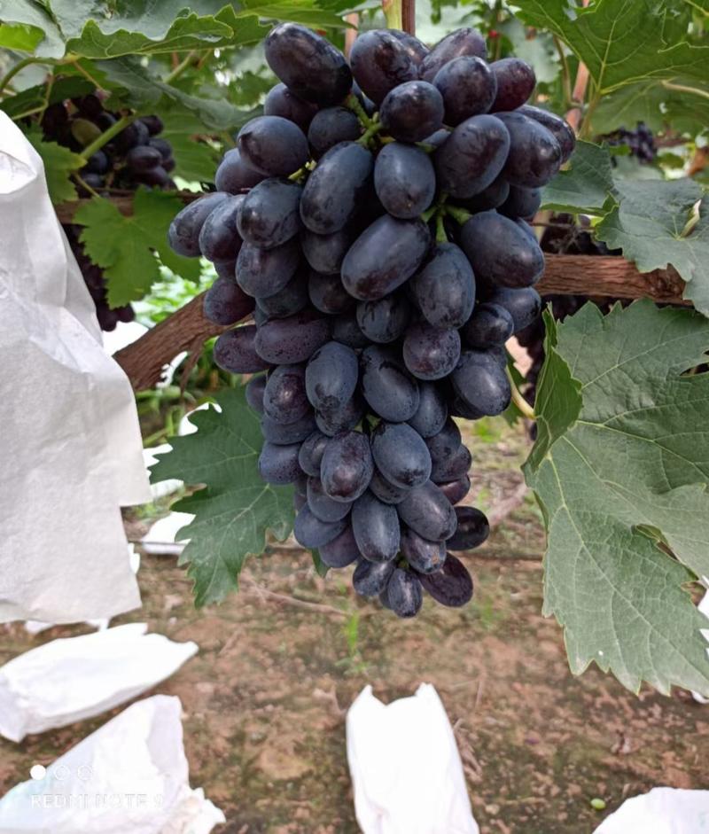 河北紫甜无核A17葡萄大量上市，产地直采，品质保障