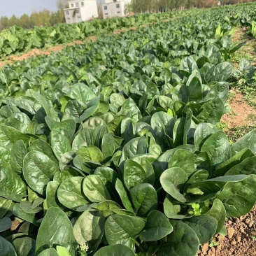 优美格兰特华盛F1菠菜种子墨绿叶抗病丰产优质耐贮