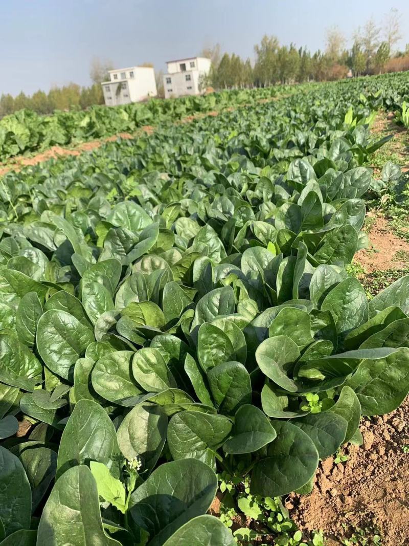 优美格兰特华盛F1菠菜种子墨绿叶抗病丰产优质耐贮