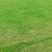 基地供应马尼拉草皮耐旱耐热性强耐寒耐践踏量大从优批发