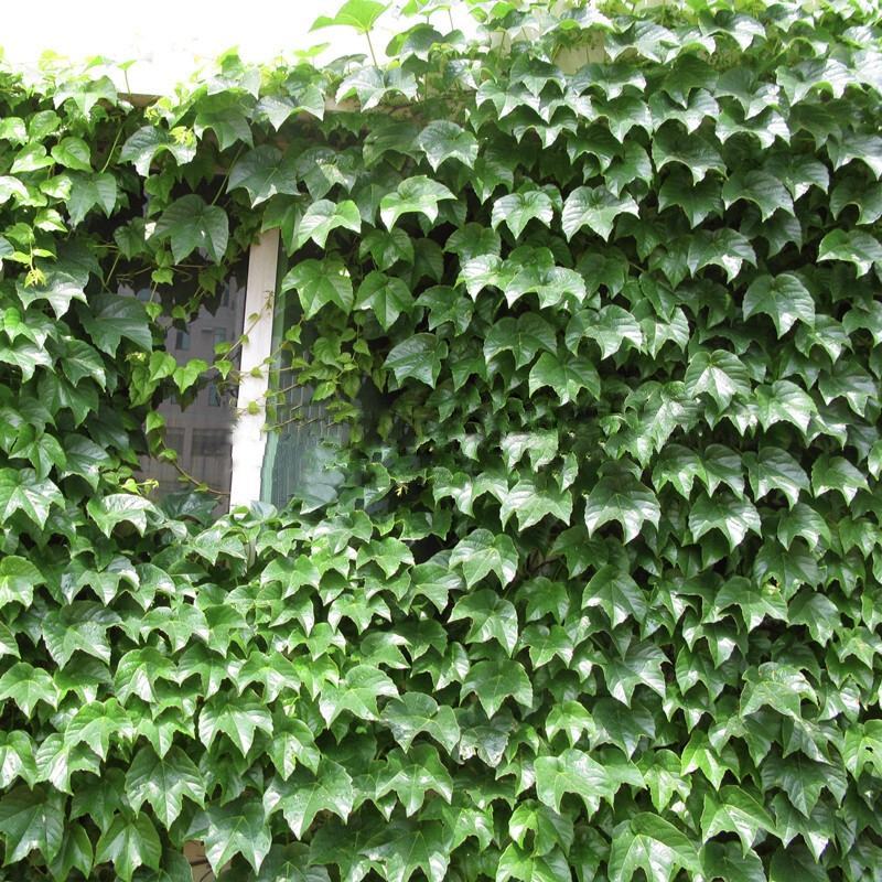 爬山虎种子四季常青爬藤植物耐寒三叶五叶红叶攀爬户外爬墙虎