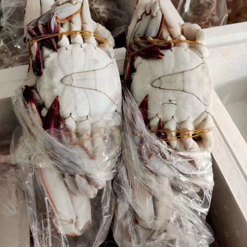 10斤带箱梭子蟹鲜活新鲜特冷速急冻螃蟹公母混装蟹海鲜香辣