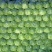张北精品甘蓝
