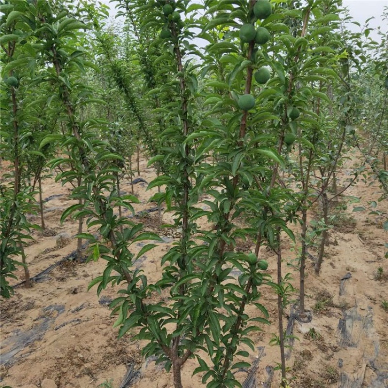 青脆李苗（金秋晚脆李）比蜂糖李好吃，产量高，品种纯