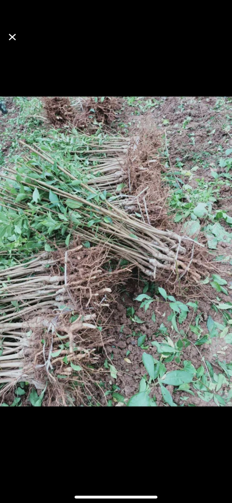 青脆李苗（金秋晚脆李）比蜂糖李好吃，产量高，品种纯