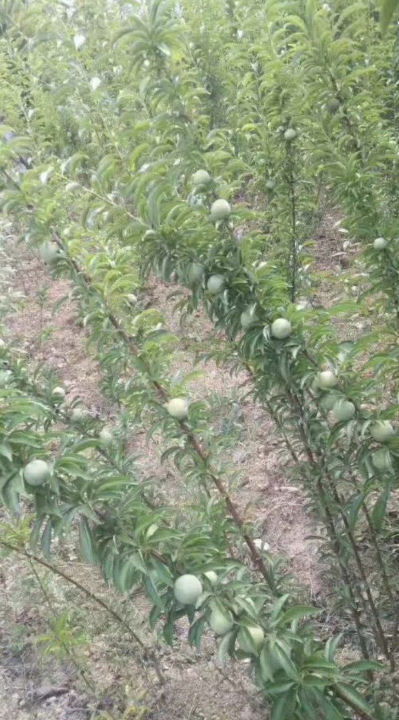 青脆李苗（金秋晚脆李）比蜂糖李好吃，产量高，品种纯