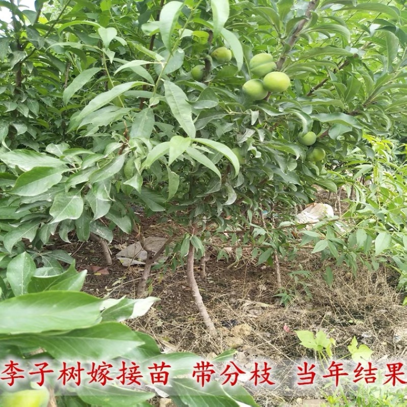青脆李苗（金秋晚脆李）比蜂糖李好吃，产量高，品种纯