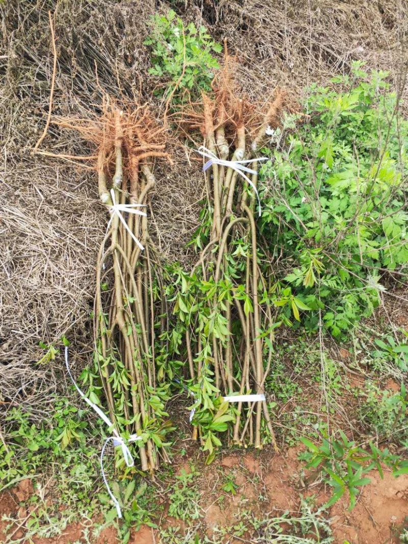 青脆李苗（金秋晚脆李）比蜂糖李好吃，产量高，品种纯