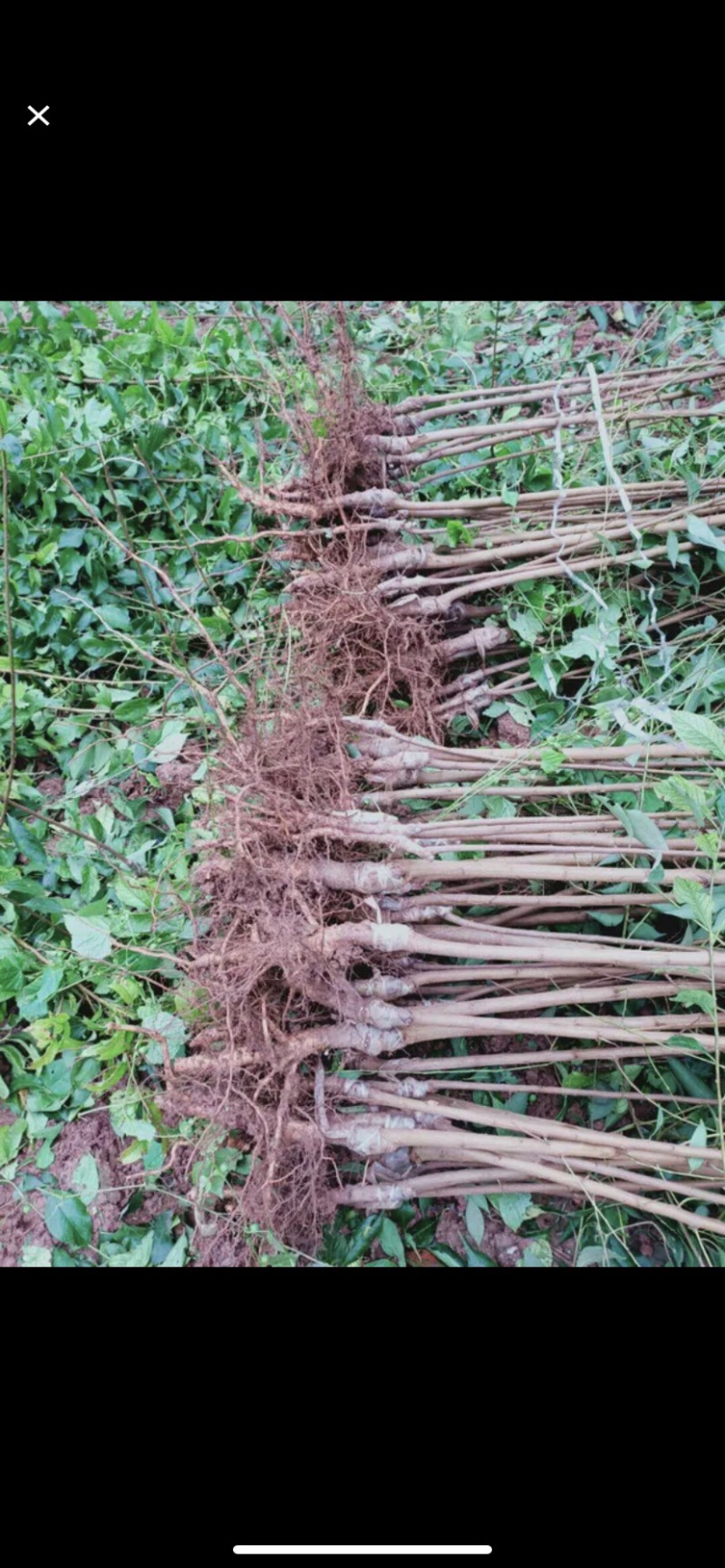 青脆李苗（金秋晚脆李）比蜂糖李好吃，产量高，品种纯