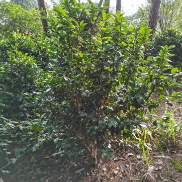 茶花，山茶花5-10公分基地直供园子货。