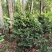 茶花，山茶花5-10公分基地直供园子货。
