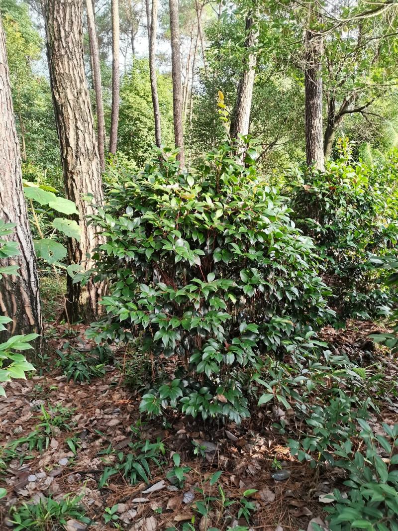 茶花，山茶花5-10公分基地直供园子货。