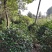 茶花，山茶花5-10公分基地直供园子货。