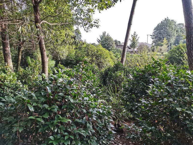 茶花，山茶花5-10公分基地直供园子货。
