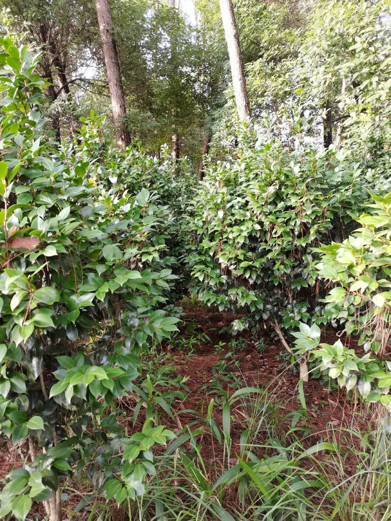 茶花，山茶花5-10公分基地直供园子货。