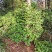 茶花，山茶花5-10公分基地直供园子货。