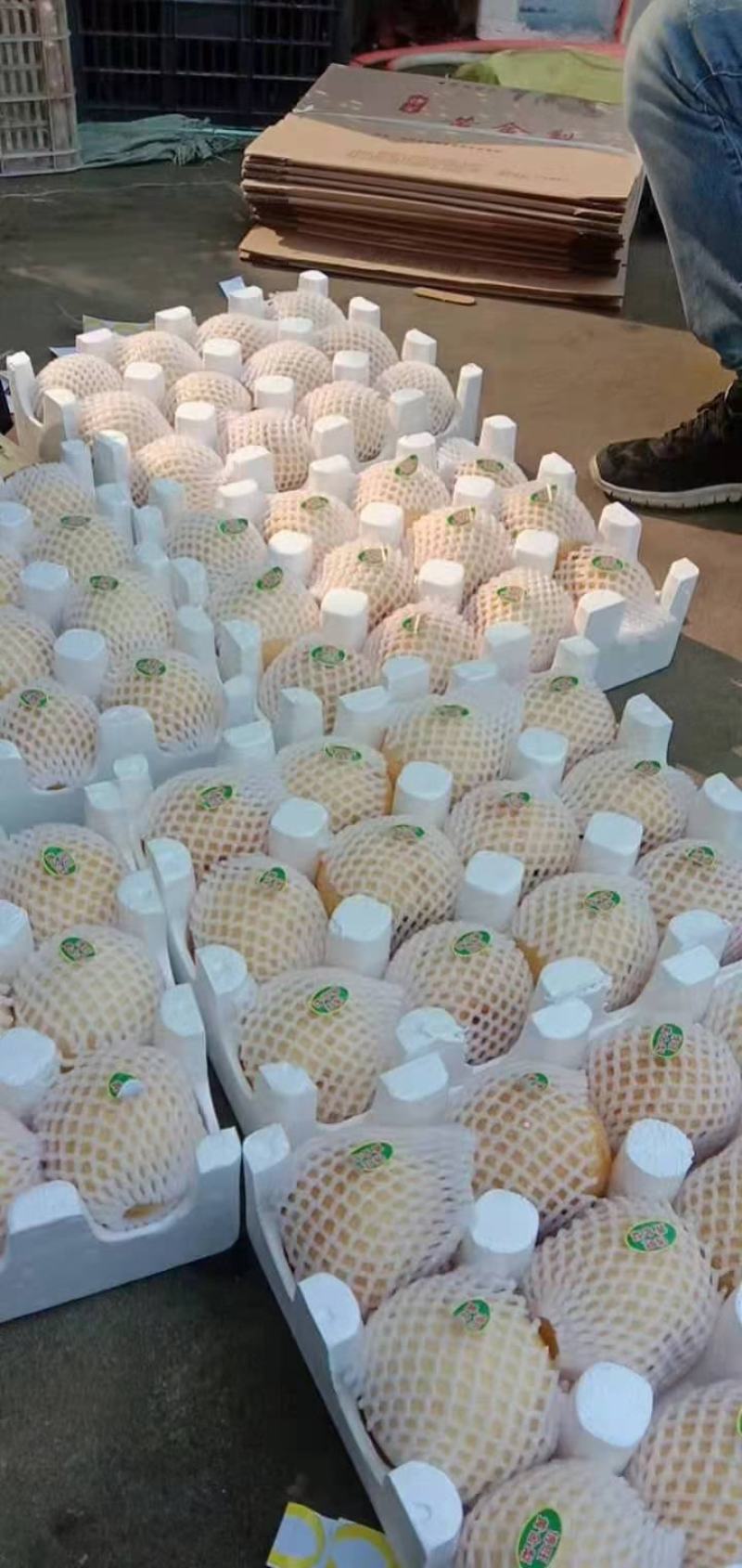 万亩黄金梨大量上市，常年供应！！！！！