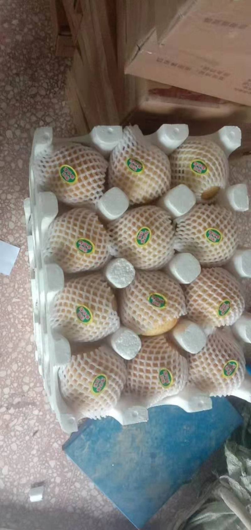万亩黄金梨大量上市，常年供应！！！！！